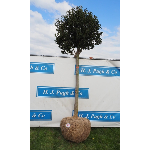 427 - Prunus rootball 10ft - 1