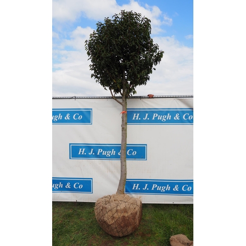 428 - Prunus rootball 10ft - 1