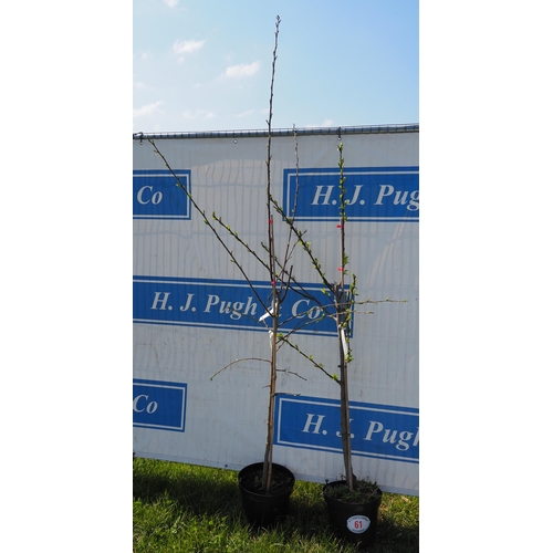 61 - Prunus Invicta Merryweather - 2