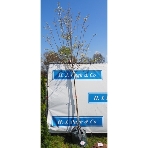 97 - Amelanchier X Grandiflora Robin Hill 10ft - 1