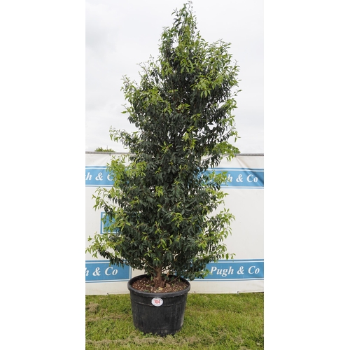 104 - Prunus Lusitanica hardy evergreen 10ft