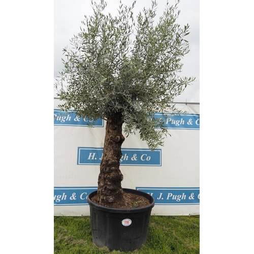 118 - Ancient hardy olive tree 8ft