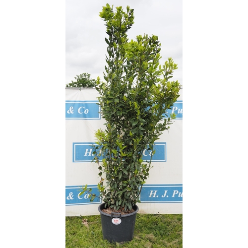 121 - Bay tree hardy evergreen 7ft