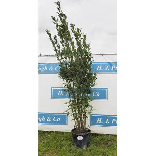 131 - Bay tree hardy evergreen 8ft