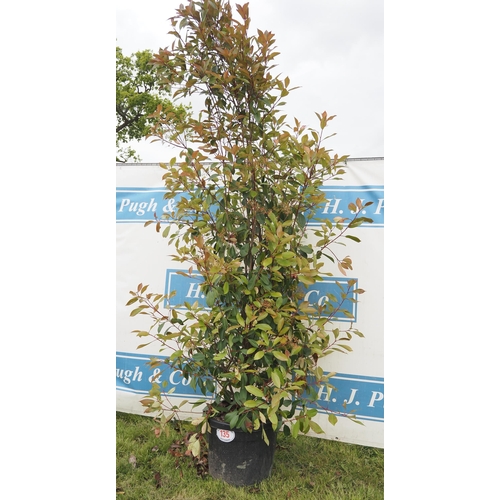 135 - Photinia Red Robin hardy evergreen 8ft