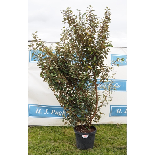 136 - Elaeagnus hardy evergreen 8ft