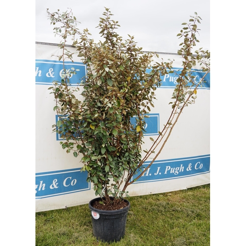 137 - Elaeagnus hardy evergreen 7ft