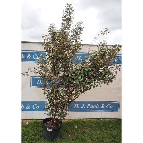 173 - Elaeagnus hardy evergreen 8ft