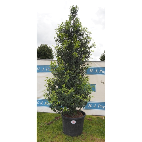 174 - Prunus Lusitanica hardy evergreen 10ft