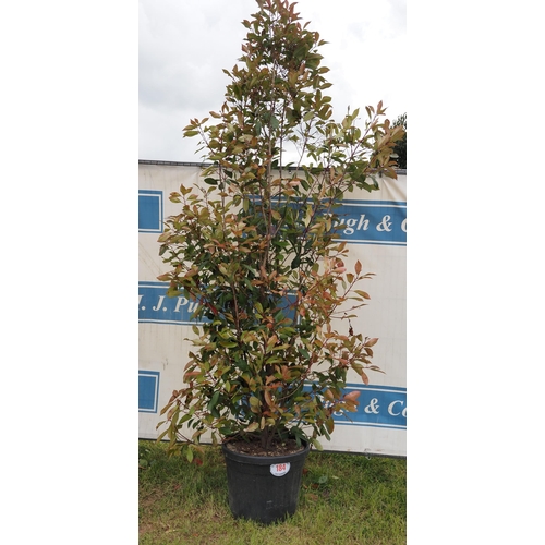 184 - Photinia Red Robin hardy evergreen 8ft