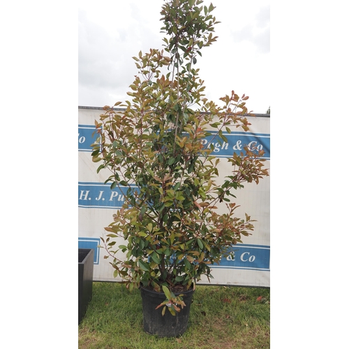 185 - Photinia Red Robin hardy evergreen 8ft