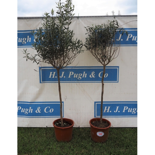 188 - Hardy specimen olive trees 6ft - 2