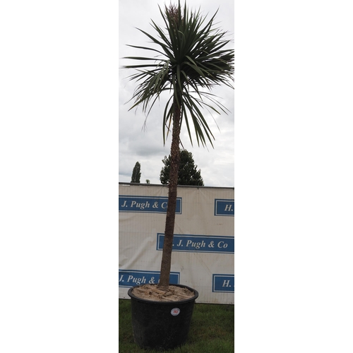 193 - Cordyline hardy evergreen 12ft