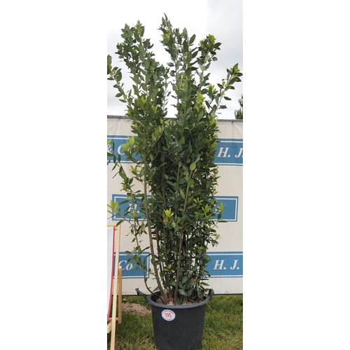 195 - Bay tree hardy evergreen 8ft