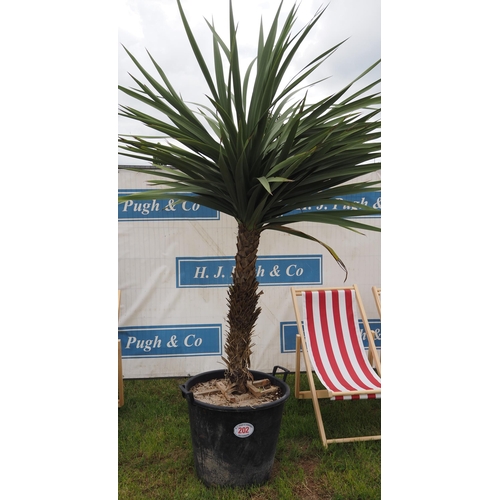 202 - Specimen Cordyline hardy evergreen 7ft