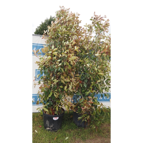 213 - Photinia Red Robins hardy evergreen 8ft - 2