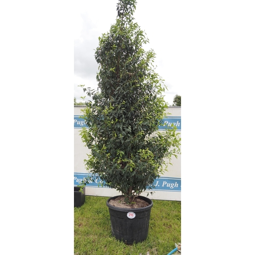 215 - Prunus Lusitanica hardy evergreen 10ft