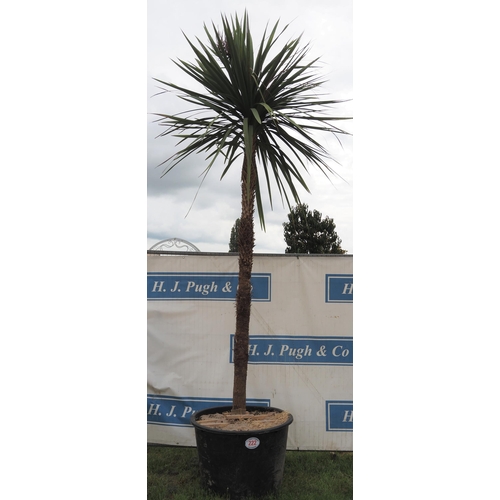 222 - Cordyline hardy evergreen 12ft