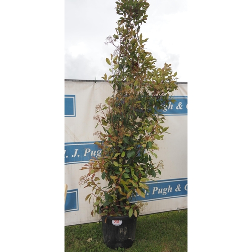 231 - Photinia Red Robin hardy evergreen 8ft