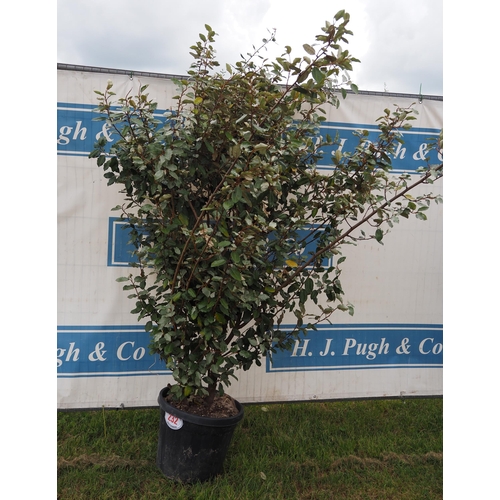 232 - Elaeagnus hardy evergreen 8ft