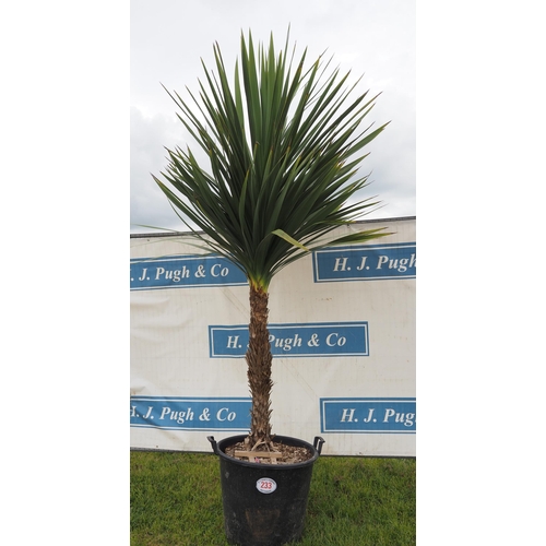 233 - Cordyline hardy evergreen 8ft