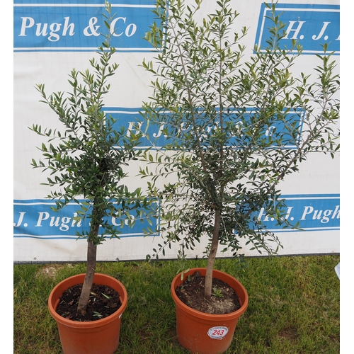 243 - Hardy specimen olive trees 3ft - 2