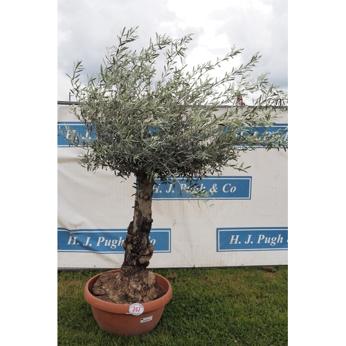 247 - Hardy specimen olive tree 7ft