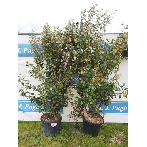 252 - Elaeagnus hardy evergreen 5ft - 2