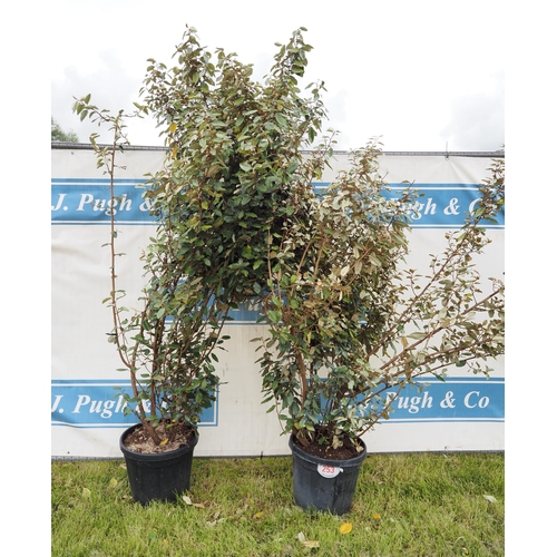 253 - Elaeagnus hardy evergreen 5ft - 2