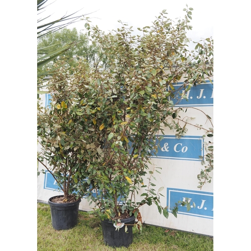 254 - Elaeagnus hardy evergreen 5ft - 2