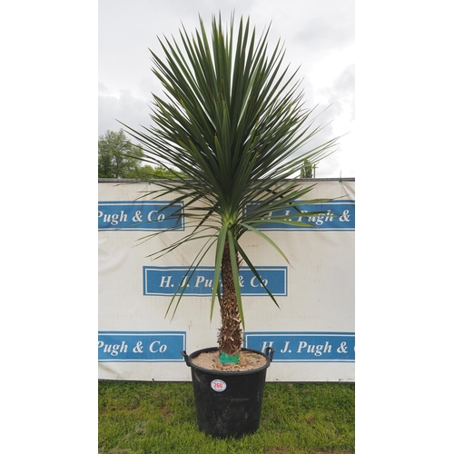 260 - Cordyline hardy evergreen 8ft