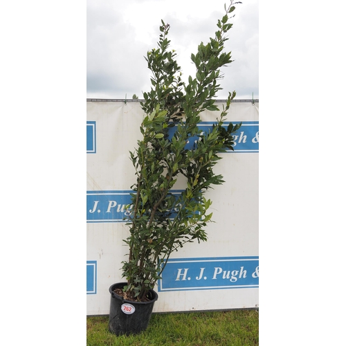 262 - Bay tree hardy evergreen 6ft