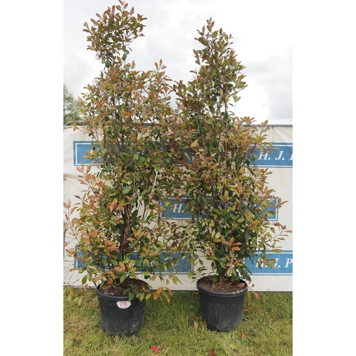 276 - Photinia Red Robin hardy evergreen 8ft - 2