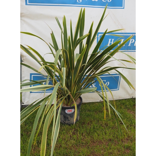 280 - Phormium hardy evergreen 3ft