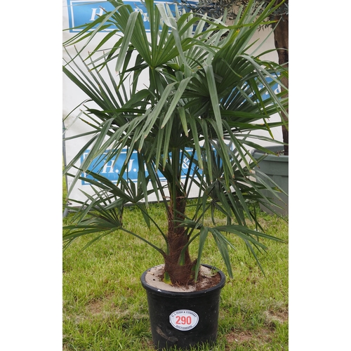 290 - Trachycarpus hardy evergreen 3ft