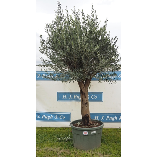 292 - Hardy specimen olive tree 8ft