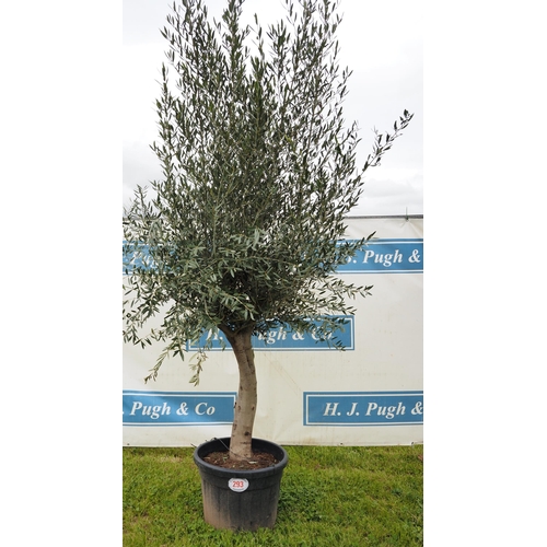 293 - Hardy specimen olive tree 8ft