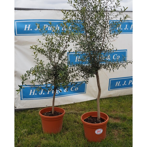 297 - Hardy specimen olive trees 5ft and 3ft