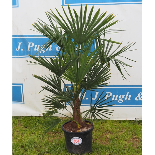 304 - Trachycarpus hardy evergreen 3ft