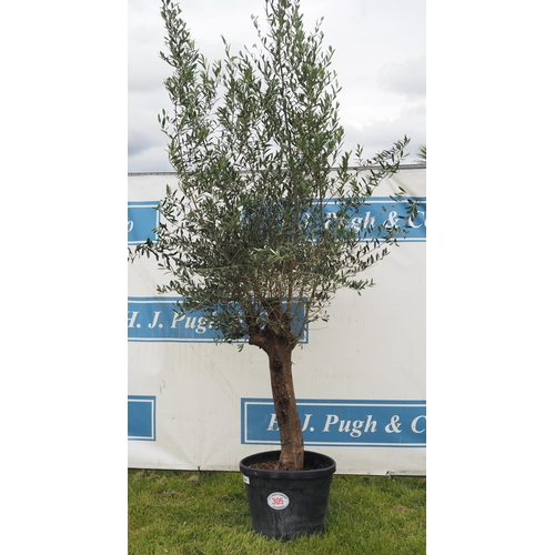 305 - Hardy specimen olive tree 8ft