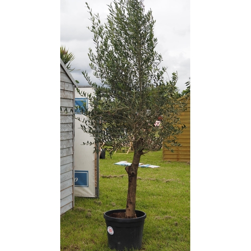 307 - Hardy specimen olive tree 8ft