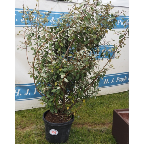 310 - Elaeagnus hardy evergreen 5ft