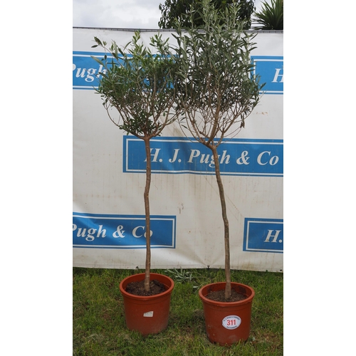 311 - Hardy specimen olive 5ft - 2