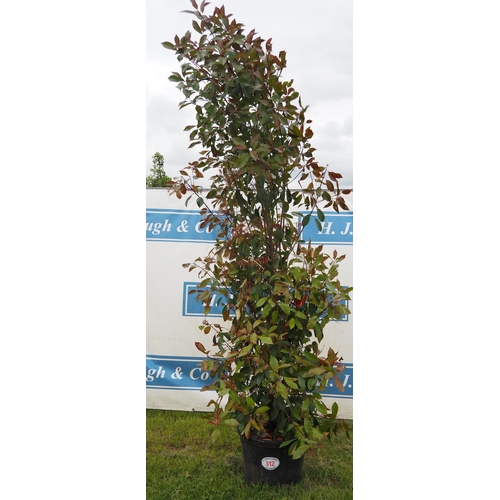 312 - Photinia Red Robin hardy evergreen 8ft