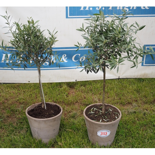 313 - Hardy specimen olive trees 3ft