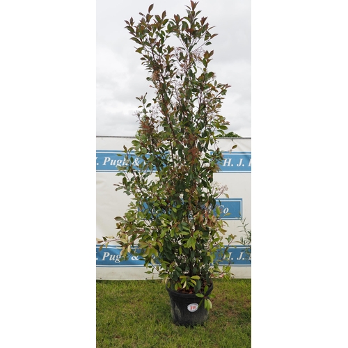 314 - Photinia Red Robin hardy evergreen 8ft