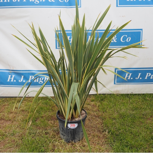 315 - Phormium hardy evergreen 3ft