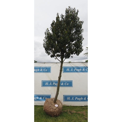 317 - Prunus Lusitanica hardy evergreen 10ft rootball