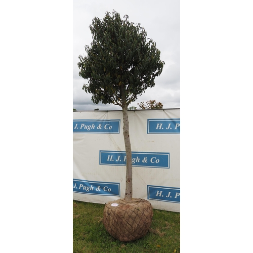 321 - Prunus Lusitanica hardy evergreen rootball 10ft