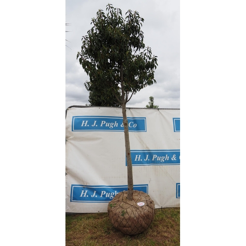 325 - Prunus Lusitanica hardy evergreen rootball 10ft